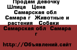 Продам девочку  Шпица › Цена ­ 25 000 - Самарская обл., Самара г. Животные и растения » Собаки   . Самарская обл.,Самара г.